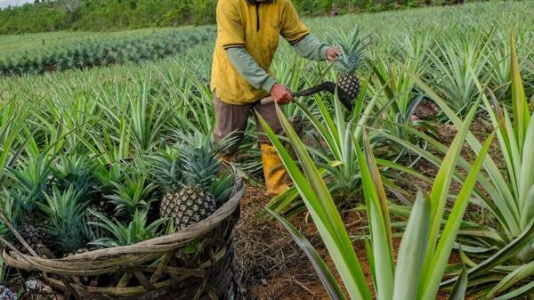 Farmař sklízí ananas do koše na poli.