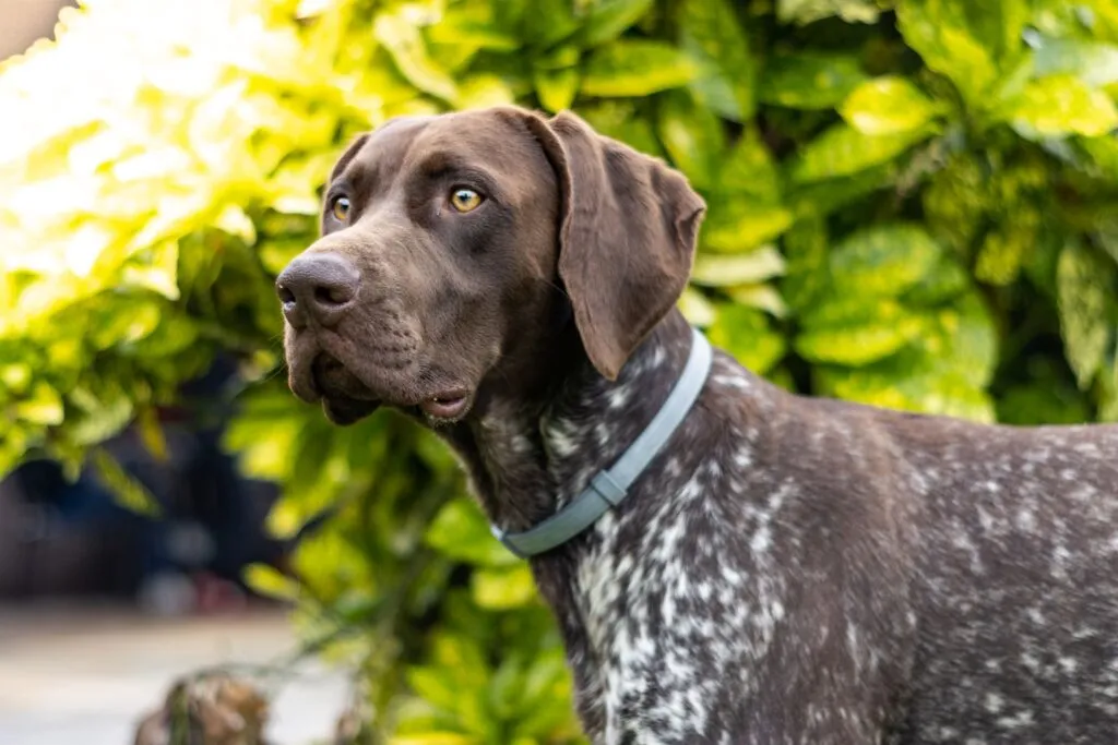 German shorthaired pointer dog