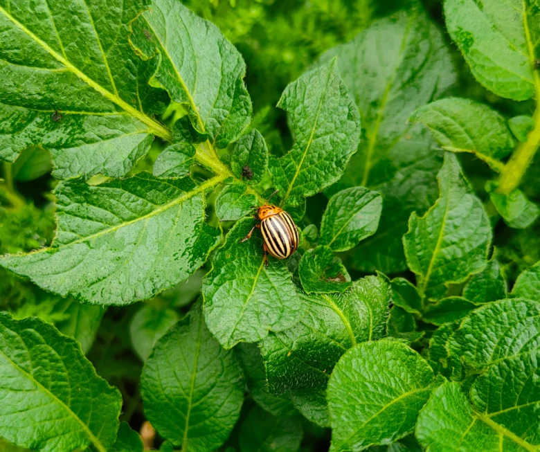 Colorado potato beetle on leaf