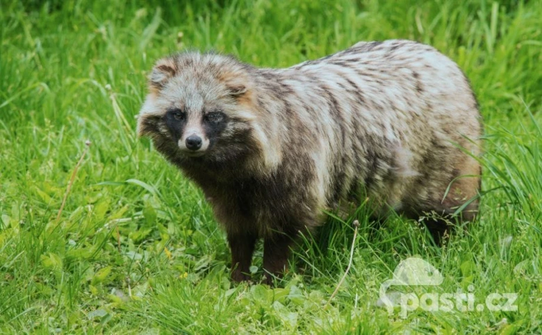 Asijský mývalovitý stojí na zelené trávě v přírodě.