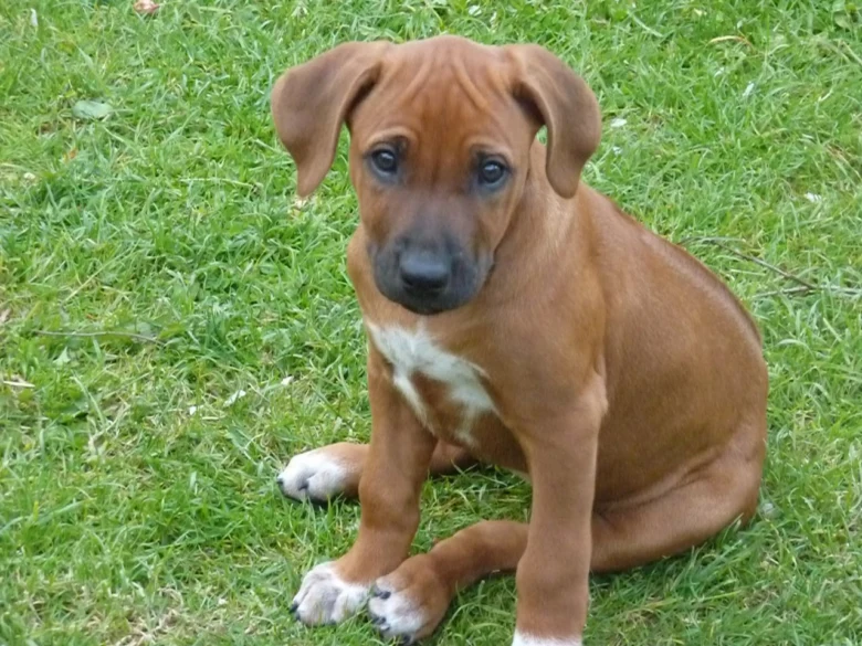 Malý štěně rhodéského ridgebacku sedí na trávníku.