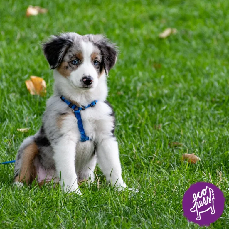 Puppy sitting on grass