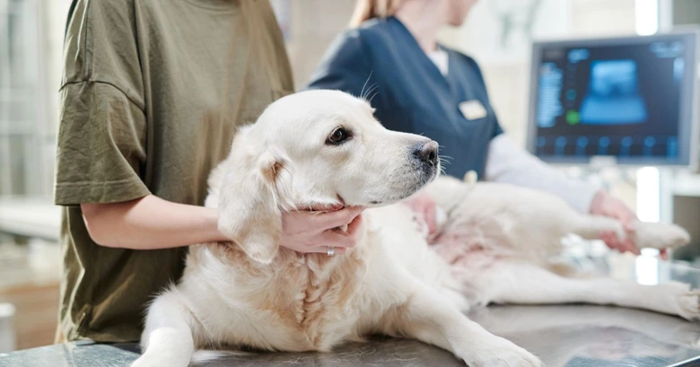Zlatý retrívr na veterinárním vyšetření srdce u štěněte.