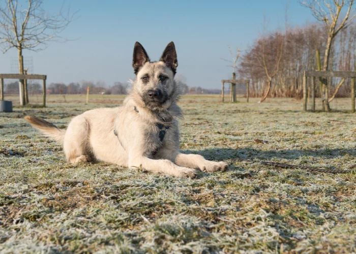 Belgian shepherd dog lying down