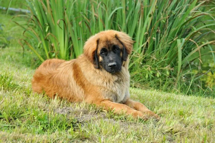 Leonberger štěně leží na trávě před vysokou vegetací.