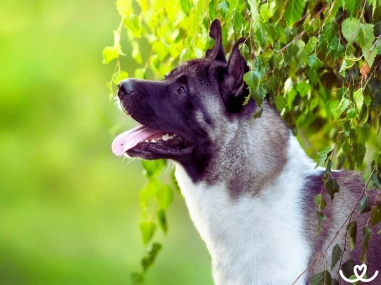 Americká akita stojí venku pod zelenými listy a hledí nahoru.