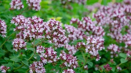 Flowering herb plant