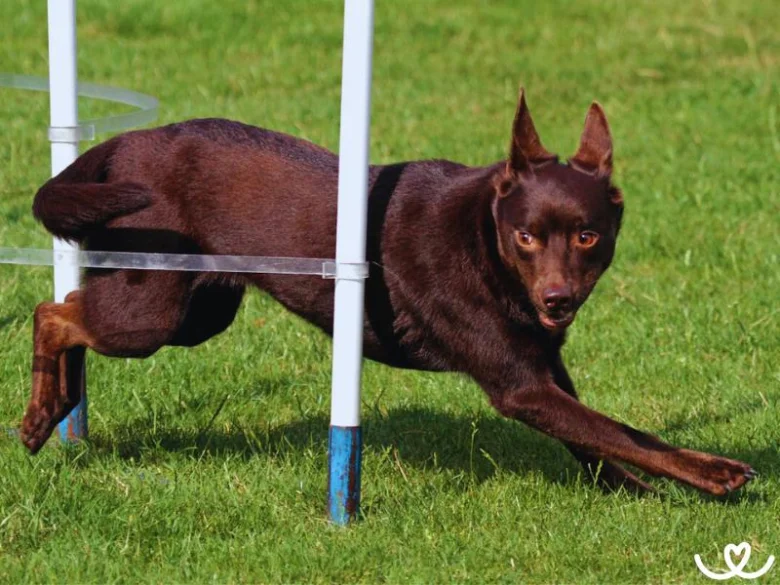 Australian cattle dog jumping through agility poles