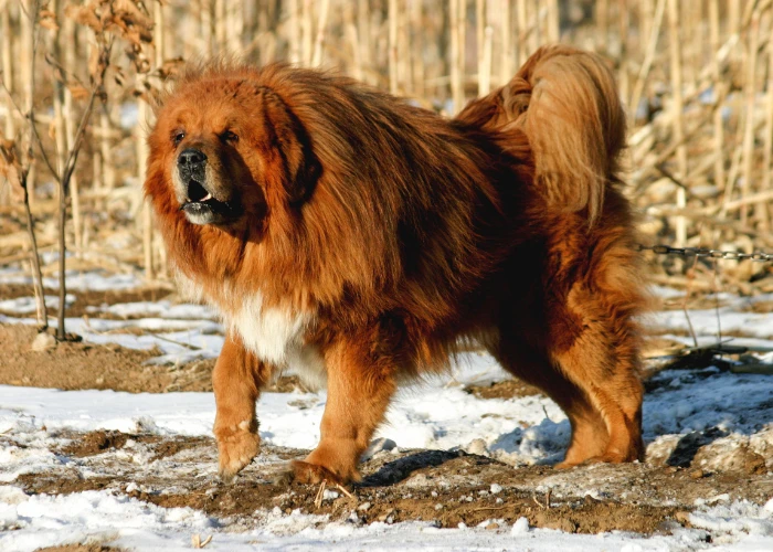 Velká tibetská doga stojí na sněhu v zimním prostředí.