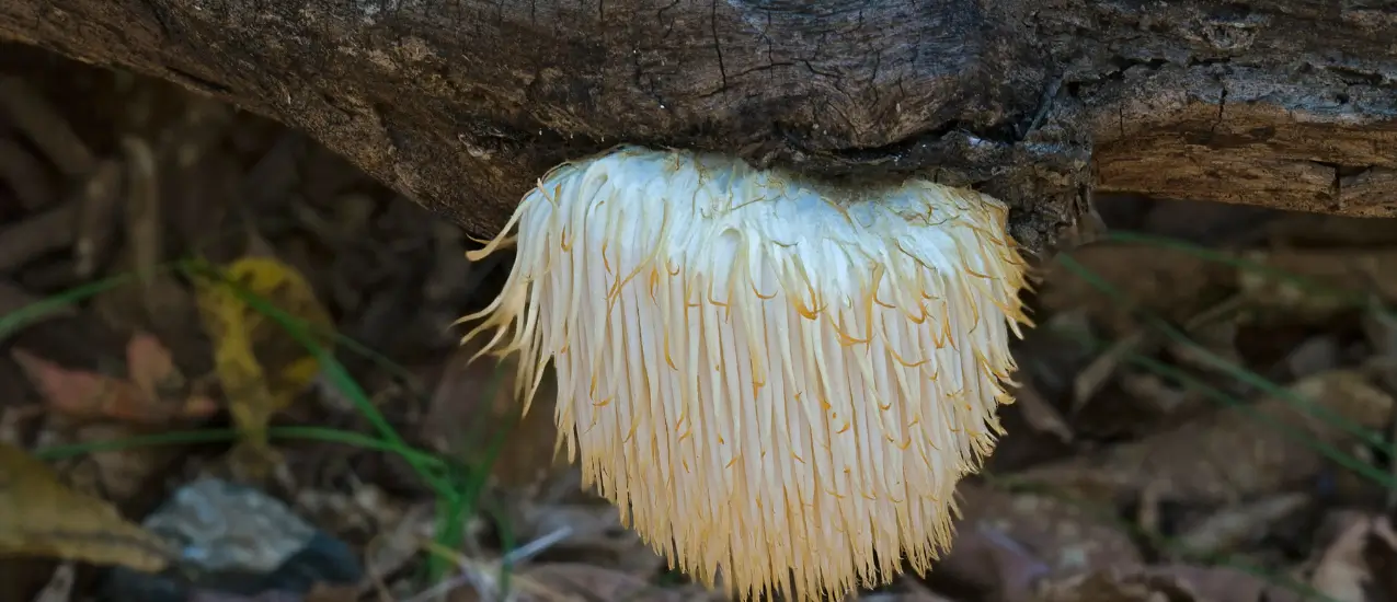 Lion's mane mushroom on wood
