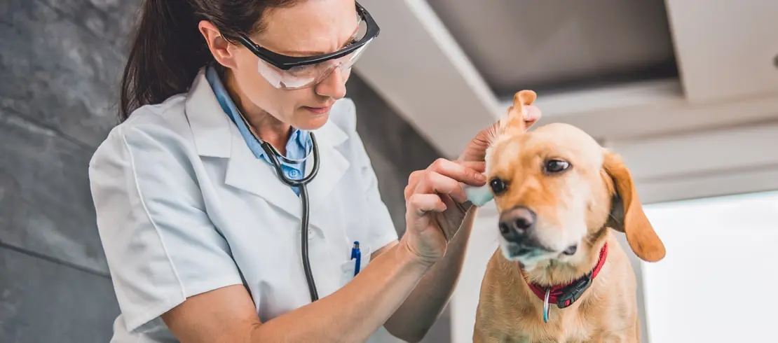 Veterinářka čistí uši štěněte zlatého retrívra v ordinaci.