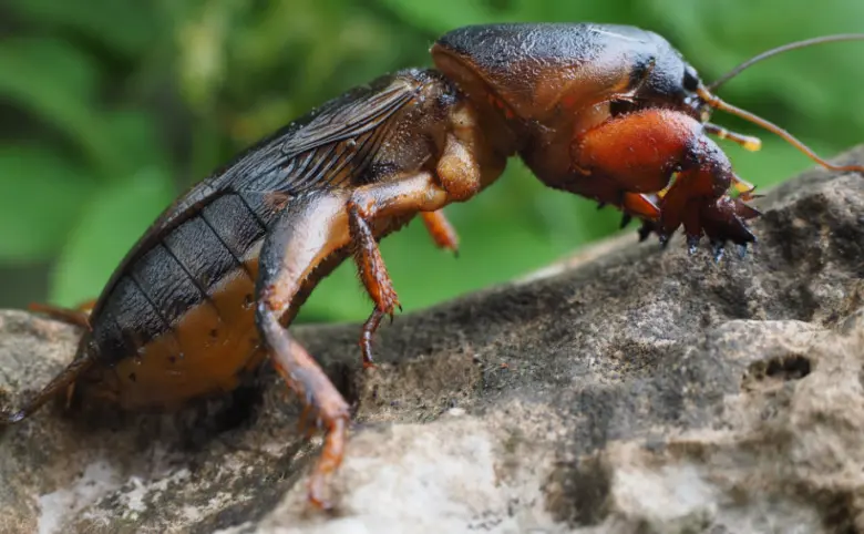 Detailní fotografie krtonožky obecné na kamenu.