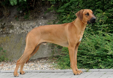 Ryhodéský ridgeback stojí na chodníku před zelenou vegetací.