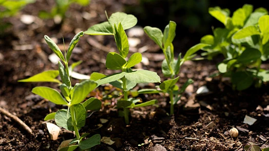 Pea seedlings in soil