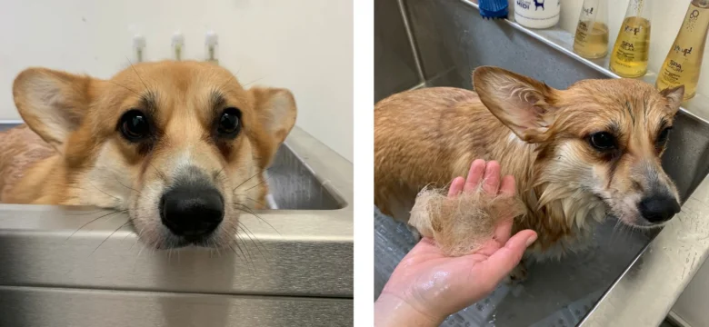 Corgi pes v koupeli s odloupeným srstí po koupání.