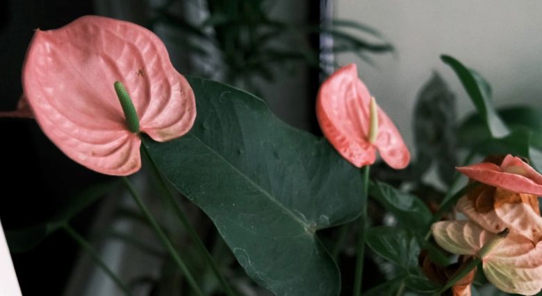 Pink anthurium flowers and leaves