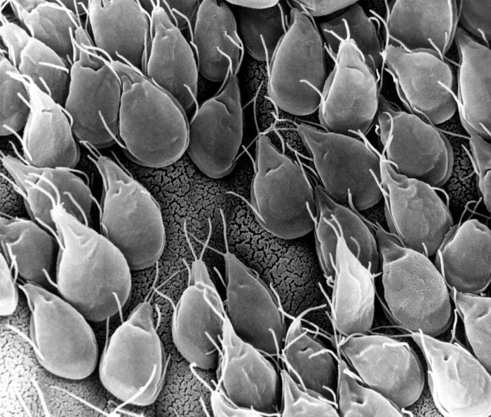 Elektronový mikroskopický snímek parazitů Giardia u psů a koček.