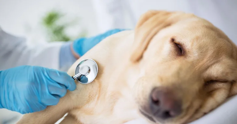 Veterinář auskultuje srdeční tep štěněte zlatého retrívera.