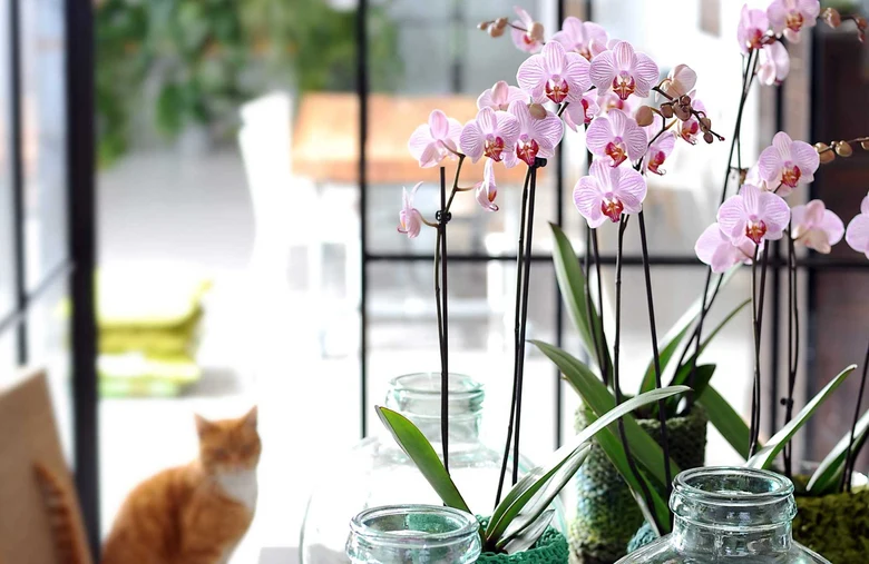 Růžové orchideje pěstované ve skleněných vázách s mechem.