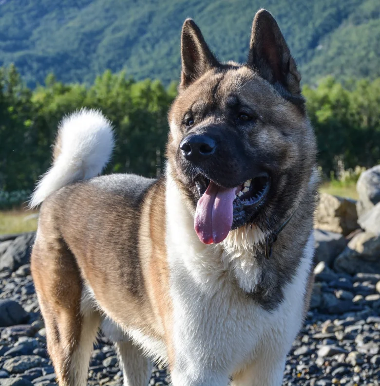 Americká akita stojí venku na kamenité pláži s horami v pozadí.