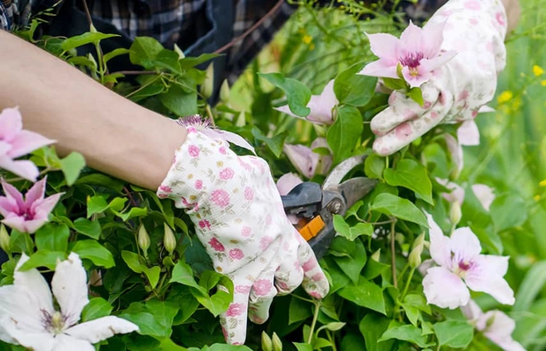 Ruce v rukavicích řezají kvetoucí clematis zahradnickými nůžkami.
