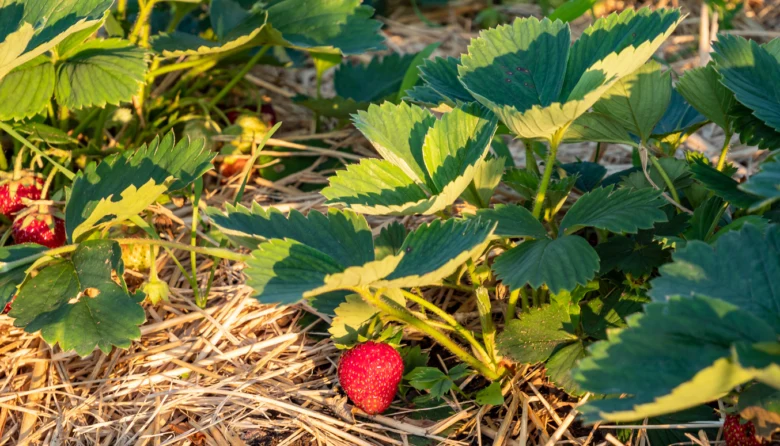 Growing strawberries in field