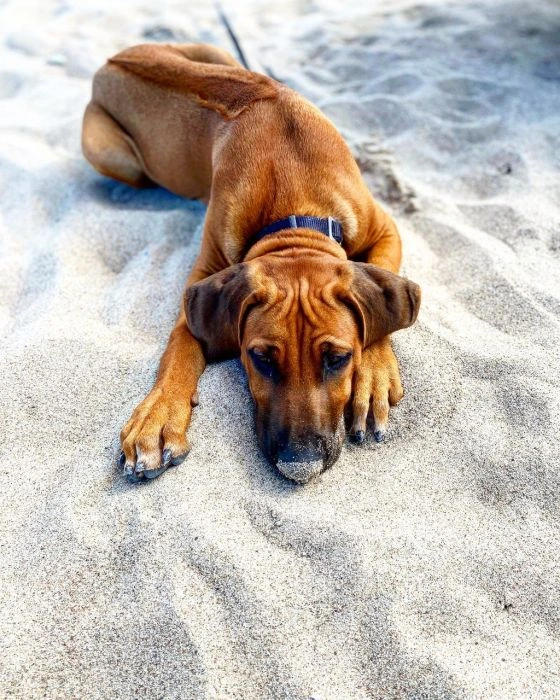 Hnědý rhodéský ridgeback leží na písku a dívá se do kamery.