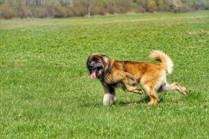 Leonberger pes běží po zelené trávě na slunci.