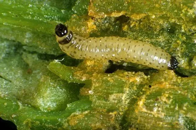 Larva dřepčíka na zeleném listu rostliny