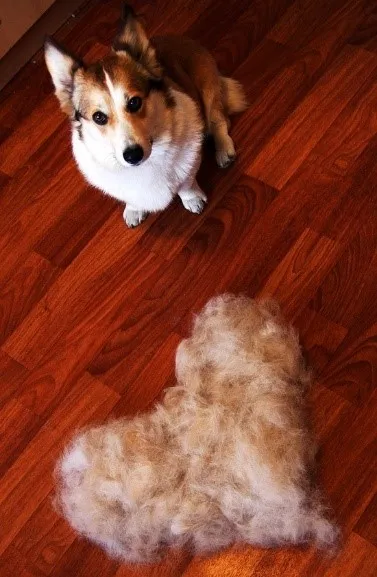 Corgi sedící vedle hromady svlékajícího srsti na dřevěné podlaze.