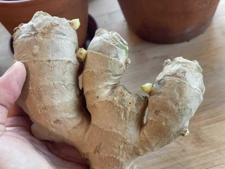 Sprouting ginger root