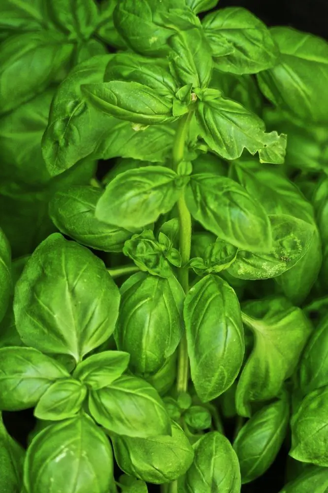 Basil plant close-up