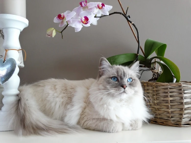 Ragdoll kočka leží vedle kvetoucího orchideje v korbě.