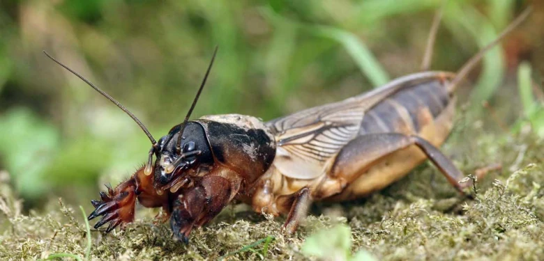 Detailní fotografie krtonožky obecné na mechu.
