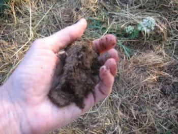 Ruka drží hrudku půdy v přírodní zahradě.