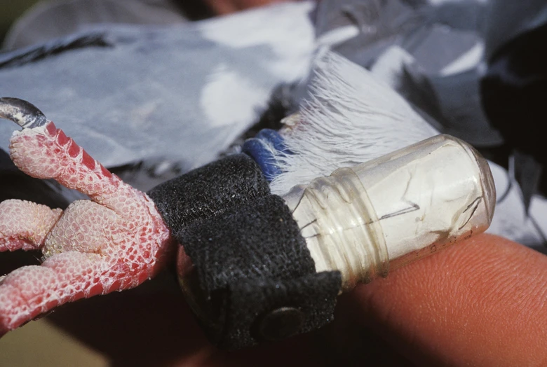 Nožka poštovního holuba s identifikačním prstenem.