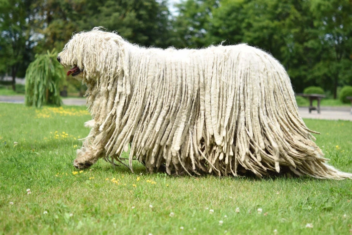 Komondor pes s dlouhou srstí kráčí po trávníku.