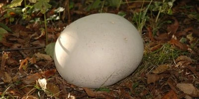 Velká bílá pýchavka obrovská na zemi mezi listím.