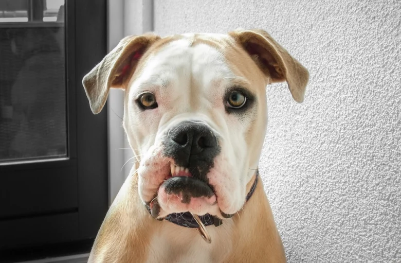 Blízký záběr na tvář štěněte plemene buldog nebo americký stafordšírský teriér.
