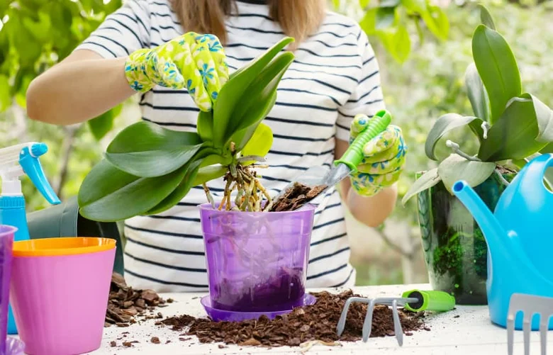 Osoba přесazuje orchidej do nového květináče s nástroji.