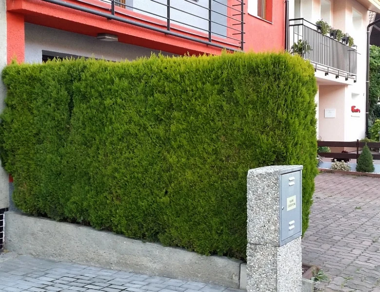 Zelená tuja živý plot u domu na ulici