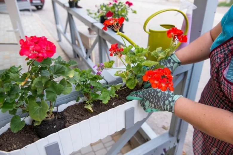 Osoba pěstuje červené muškáty v bílém květináči na balkóně.