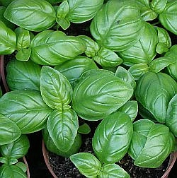 Basil plants in pots