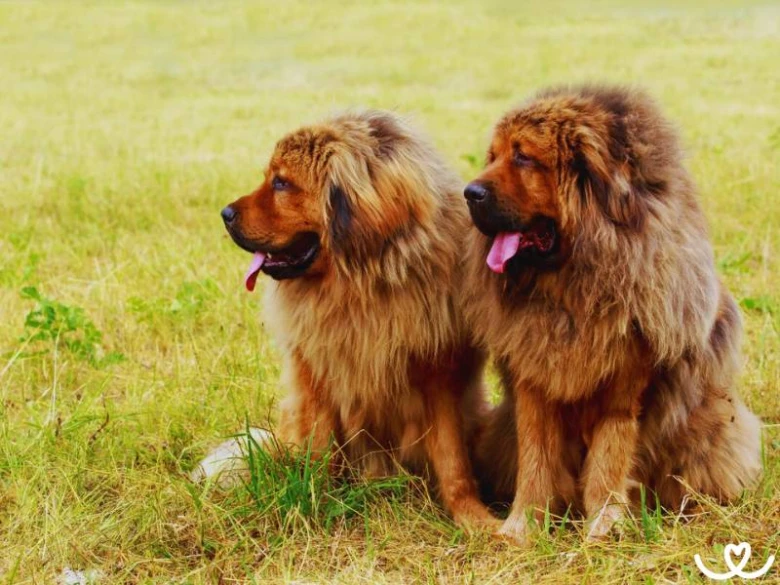 Dvě tibetské dogy sedící vedle sebe na trávníku.
