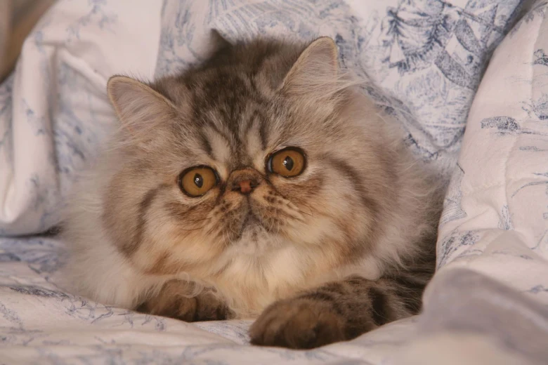 Persian cat on bed
