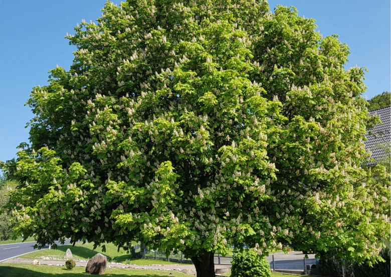 Velký jírovec maďal v květu na trávníku pod modrou oblohou.