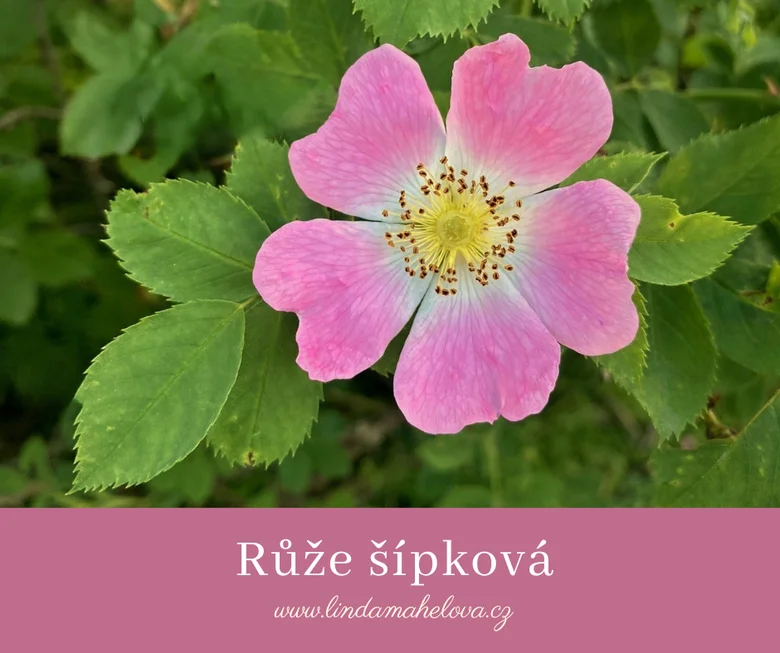 Růže šípková v plném květu s růžovými okvětními lístky.
