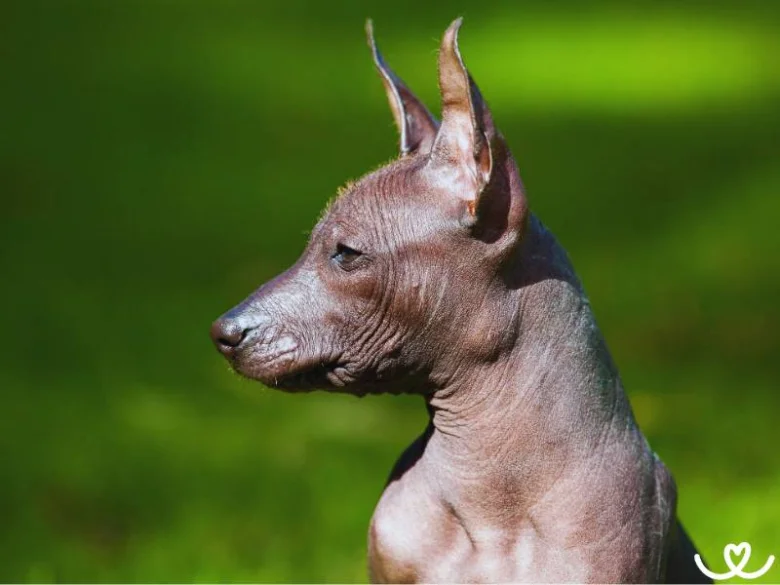 Profil holého psa xoloitzcuintli na zeleném pozadí.