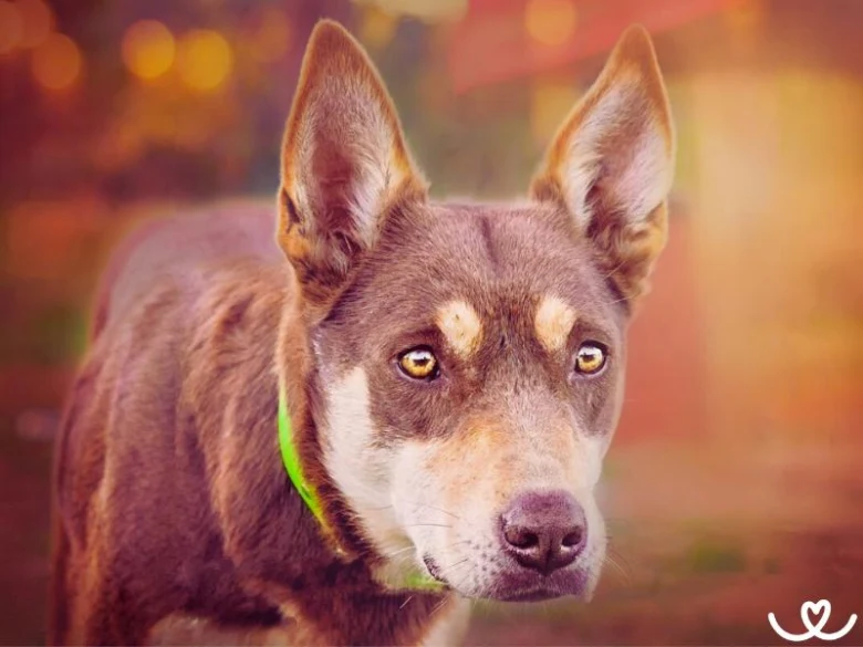 Australian kelpie dog