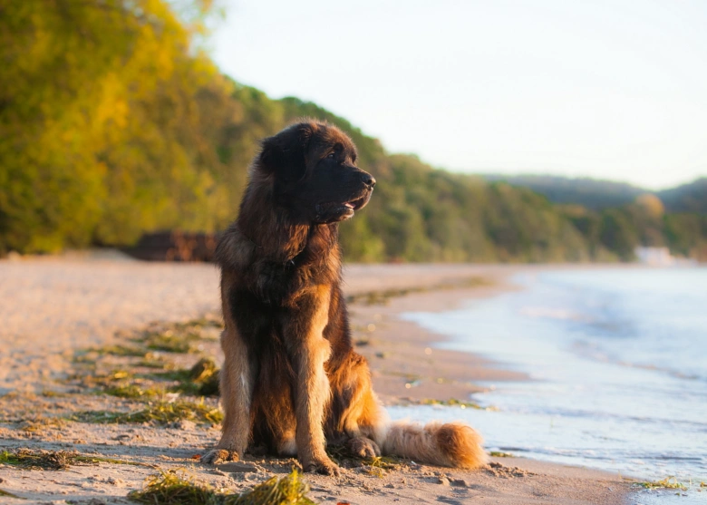 Leonberger sedí na pláži u vody s lesy v pozadí.
